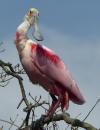 A spoonbill in mating plumage